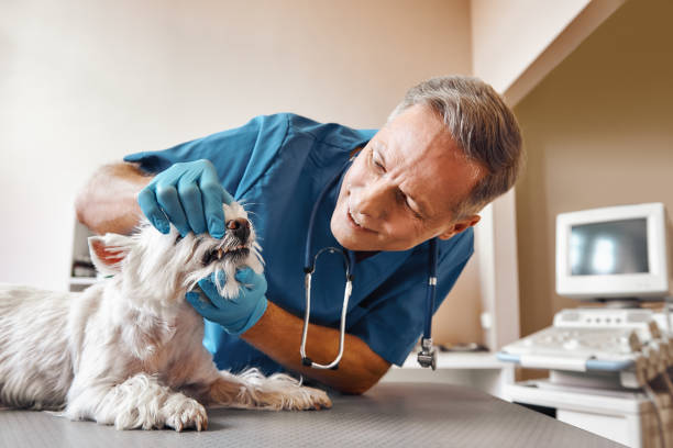 Best Emergency Root Canal Treatment in Argyle, TX